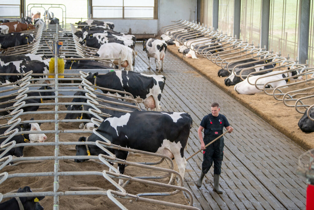 Marthijn geniet ervan om op een rustig moment tussen de koeien te lopen. Sinds er melkrobots staan, is het veel rustiger in de stal.