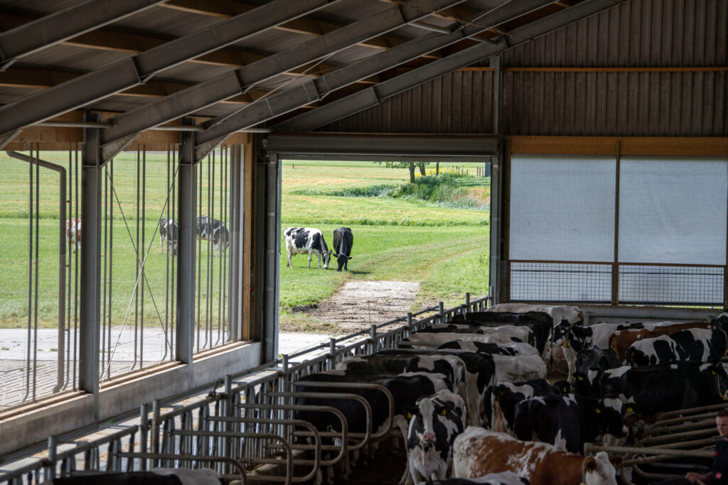 Marthijn houdt in maatschap met zijn ouders 115 melkkoeien op 58 hectare.