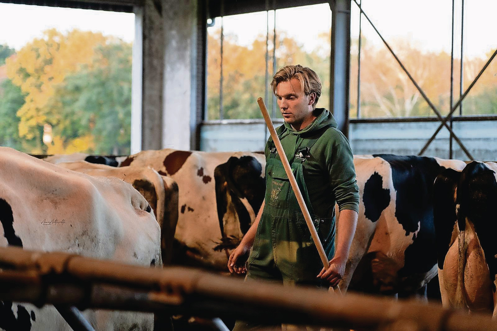 Bart Achtereekte: 'Hogere levensproductie door beter naar de koe te kijken' - Boerderij