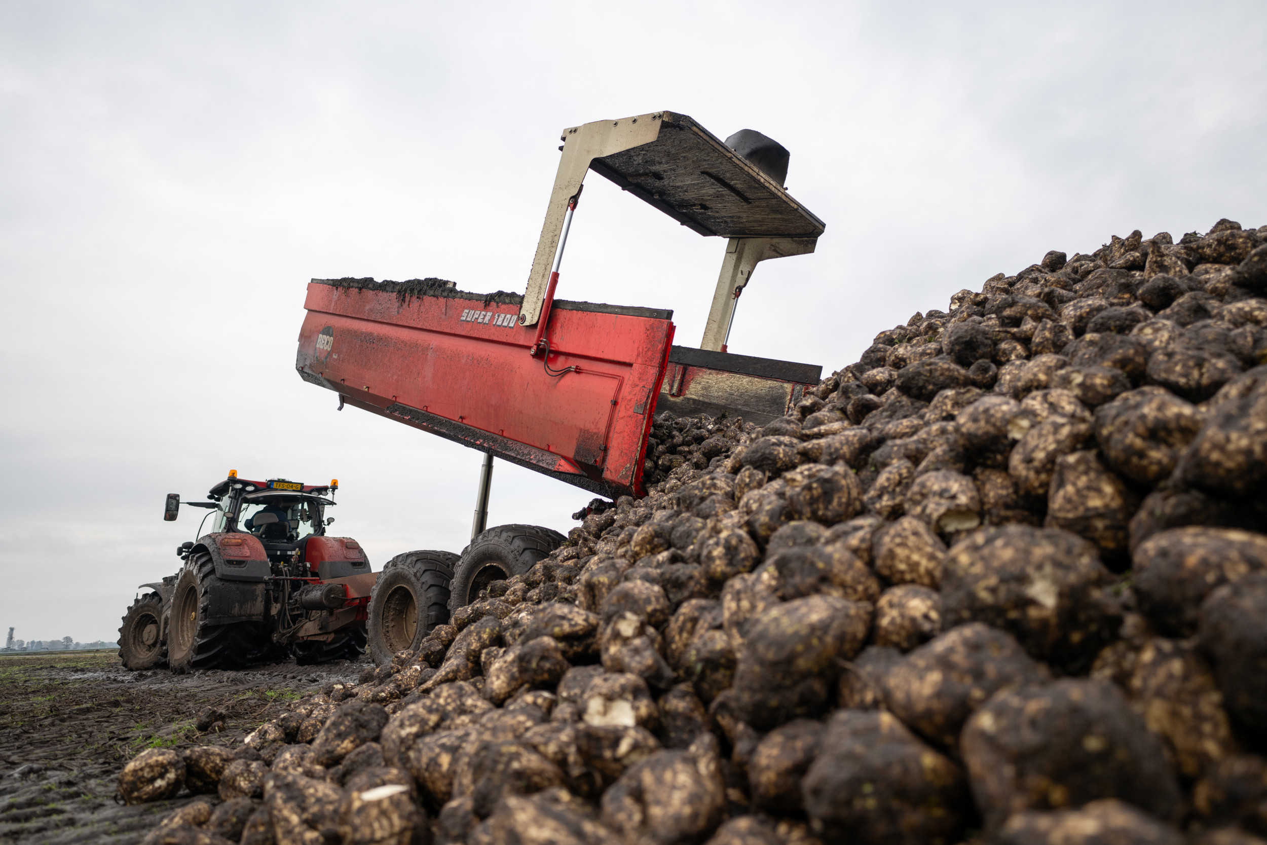 Tien nieuwkomers op rassenlijst suikerbieten 2025 Boerderij